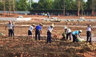 可以把什么埋在土里作肥料 可以把什么埋在土里作肥料用