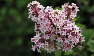 丁香花什么时候开花 丁香花什么时候开花?一年开几次花?花期有多长?