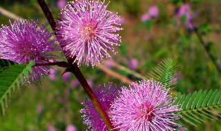 含羞草的花语是什么（含羞草的花语是什么颜色）