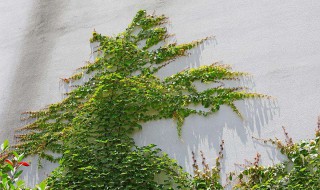 盆栽爬山虎多久浇水一次 盆栽爬山虎多久浇水一次好