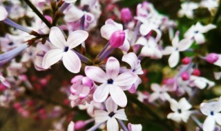 五瓣丁香花的花语是什么 五瓣丁香花的含义