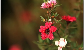 松红梅一年开几次花（松红梅一年开几次花有毒吗）