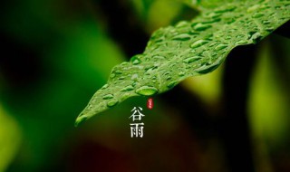 谷雨节气的介绍（谷雨节气的介绍说明）