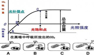 真光合速率的三种表示方法（真光合速率的三种表示方法是什么）