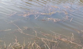 重庆河沟野钓推荐 重庆野河钓鱼