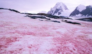 南极出现西瓜雪是怎么回事儿（2月份在南极出现大片西瓜雪的原因）