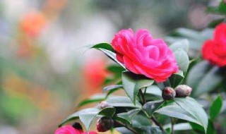 如何让茶花多发枝 如何让茶花多发枝叶