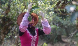 五步教你辨识古树茶 如何辨别古树茶和小树茶