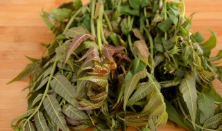 香椿的繁殖方法 香椿的繁殖方法和过程