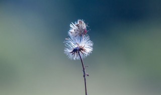 蒲公英茶每天喝可以吗 蒲公英茶可以常喝吗