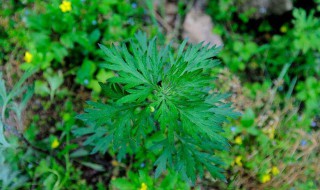 艾草的功效与作用禁忌（男士用艾草的功效与作用禁忌）