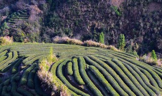 隆林地区茶叶种植的有利自然条件（云南省茶树生长的优势气候条件）