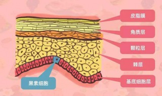 黑色素形成内因是什么（黑色素形成的外界因素）