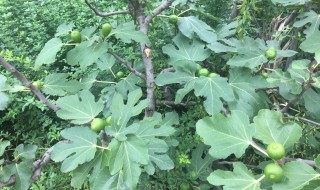 无花果叶的功效与作用 无花果叶的功效与作用及食用方法