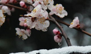 春分后还会有倒春寒吗（今年春天会出现倒春寒吗）