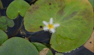 金银莲花怎么养（金银莲花的养殖方法注意事项）