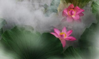 水芙蓉怎么养护（养水芙蓉需要注意什么）