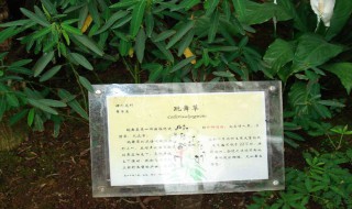 跳舞草为什么能跳舞 跳舞草为什么能跳舞,用声现象解释