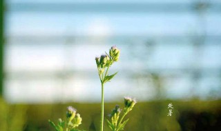 处暑节气的由来 处暑节气的由来和风俗