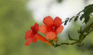 凌霄花的花语（凌霄花的花语是等待）