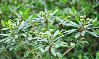 有多少种植物叫七里香（七里香是什么植物原名是什么）