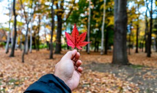 适合秋天树叶发朋友圈的句子（关于秋叶的朋友圈句子）