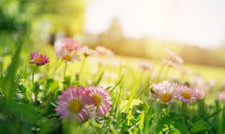 春天是一个什么样的季节 春天是一个什么样的季节填空