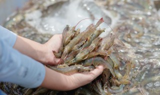 正宗醉虾的做法和调料（正宗醉虾的做法和调料生鱼的吃法）