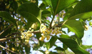 月桂什么时候开花 月桂什么时候开花结果