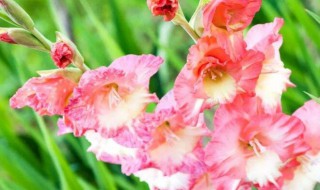 家里摆什么花最吉祥 家里摆什么花最吉祥图片