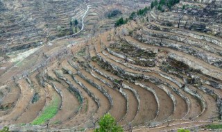 王金庄石堰梯田种植的粮食作物类型 王金庄石堰梯田内种植的农作物最可能是