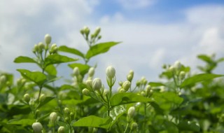 喝茉莉花茶有什么好处 女人喝茉莉花茶有什么好处