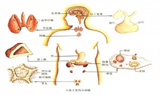 神经系统内分泌系统的总结（神经内分泌系统的调节）