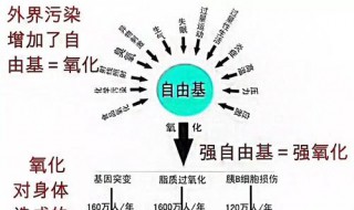 自由基卤代反应经历哪几个阶段（卤代反应都是自由基反应吗）