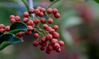 院子里能不能栽花椒树（院子里能不能种花椒树）