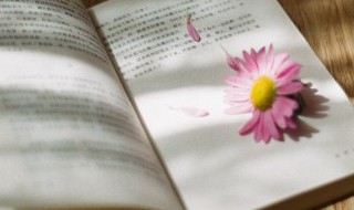 《盛世梨花殿》小说名字叫什么（盛世梨花殿作者）
