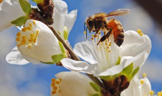 蜜蜂采蜜的过程讲解（蜜蜂采蜜过程详解）