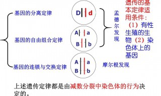 分离定律的适用条件（分离定律的适用条件和适用范围）