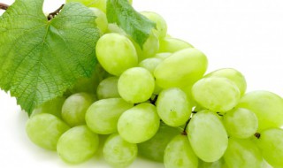 grapes怎么读 grapes怎么读音发音