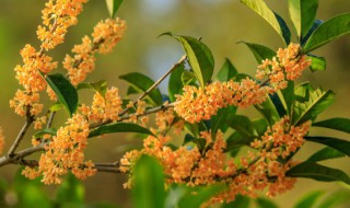 桂花树的风水禁忌养在阳台 阳台放桂花树风水好吗