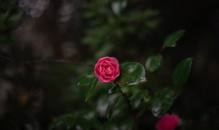 月季花的叶子像什么形状（月季花的叶子像什么形状的）