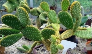 仙人掌是花吗（仙人掌是花吗还是草）