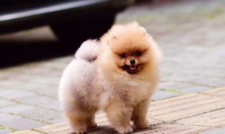 博美犬几个月可以训练 博美犬几个月可以训练走路