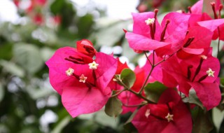 三角梅开花期间的管理（三角梅在花期怎样管理）