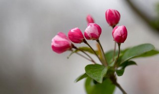 海棠花什么时候开 海棠花春天开花吗