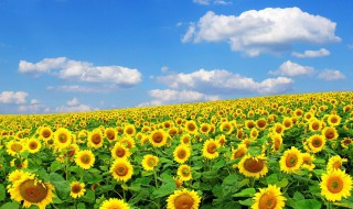什么花的花语是暗恋 什么花的花语是暗恋男生