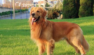金毛犬不能吃什么（金毛狗不能吃啥）