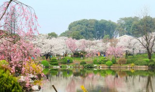 湖北武汉东湖樱园是园林吗 武汉市东湖樱园