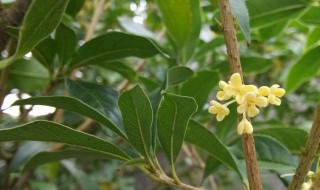 柠檬花语是什么（柠檬花语是什么含义）