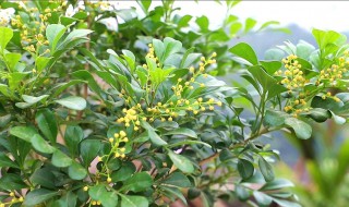 米兰花花语是什么（米兰花象征着什么）